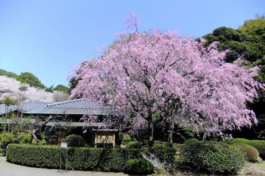 URJAPAN