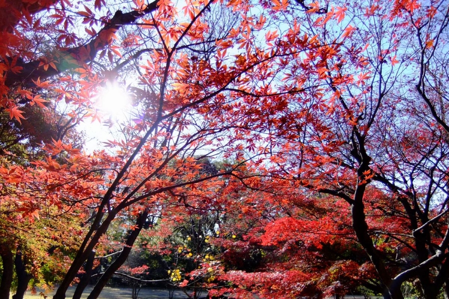 URJAPAN